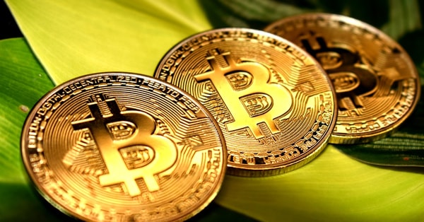 grow your ecofriendly garden security features