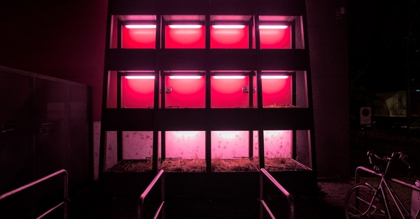 crypto market forecast shiba technology